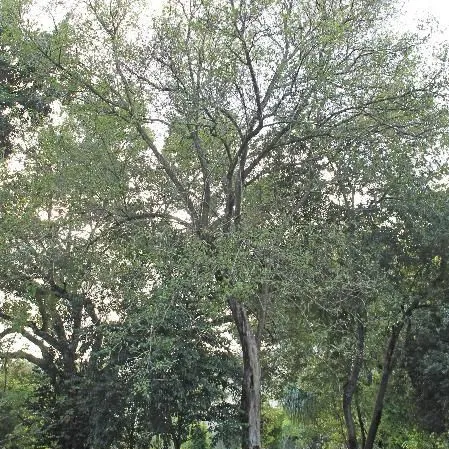 thumbnail for publication: Citharexylum spinosum: Fiddlewood